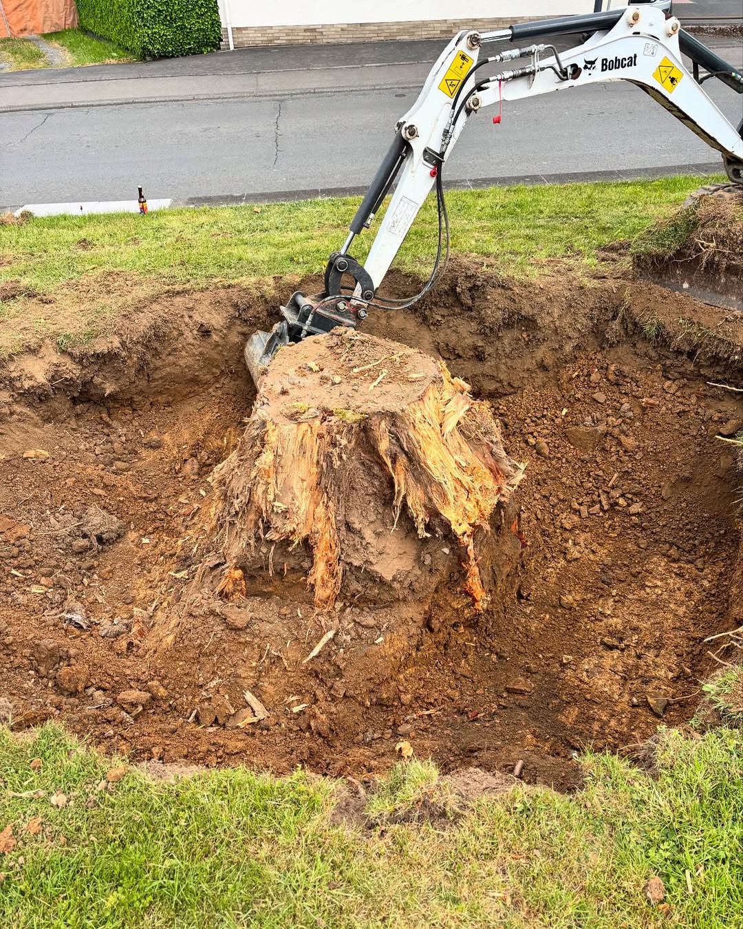 Entwurzelung eines Baums