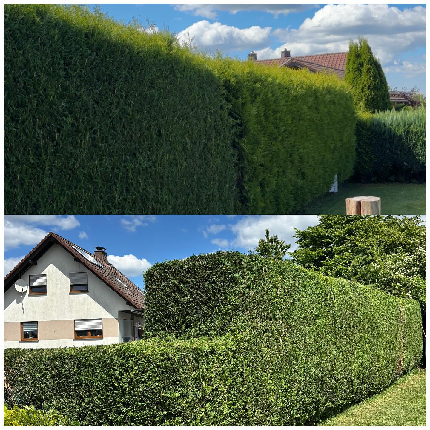 Heckenpflege Vorher und Nachher