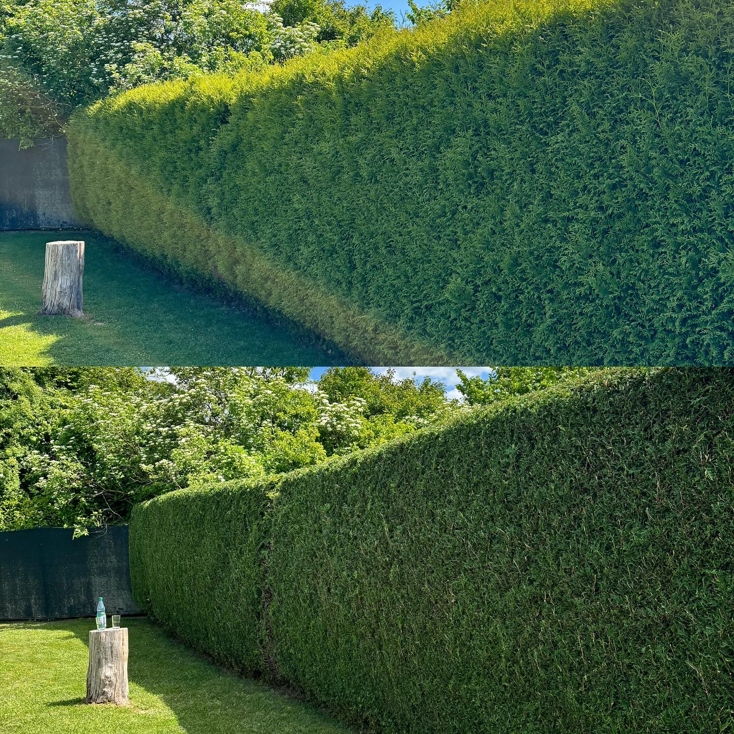 Hecke geschnitten Vorher und Nachher
