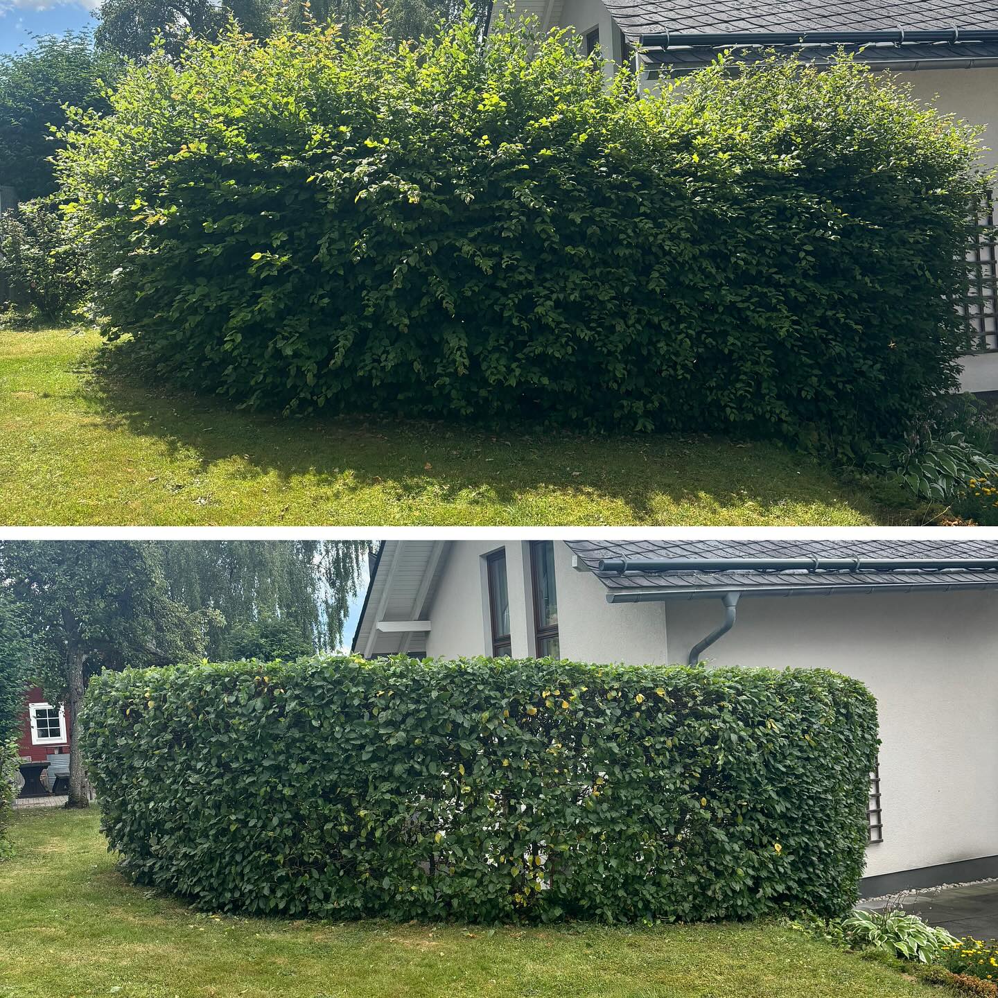 Heckenpflege Vorher und Nachher
